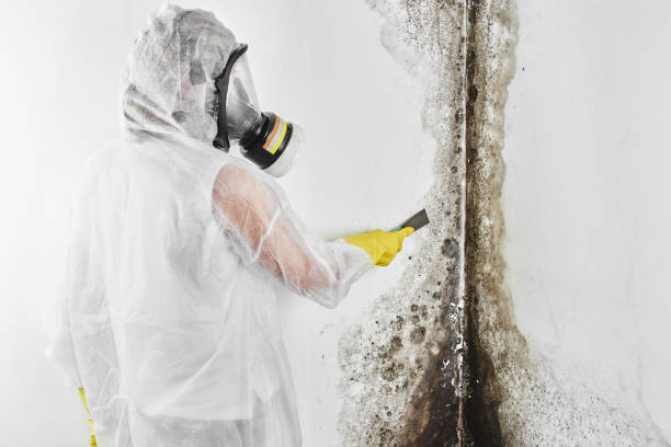 Best Mold Remediation  in Sharon, WI