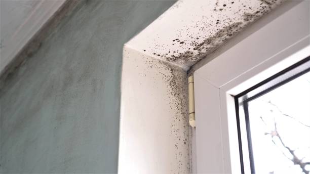 Best Home Mold Removal  in Sharon, WI