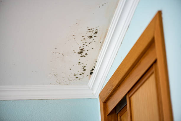 Best Same-Day Mold Removal  in Sharon, WI