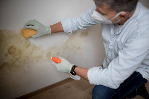 Best Attic Mold Removal  in Sharon, WI