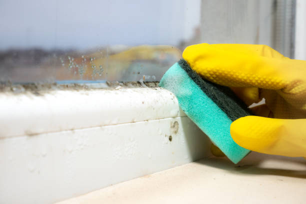 Best Fast Mold Removal  in Sharon, WI